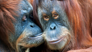 2 Orangutans Who Spent Their Lives in Cages Are Returned to Their Forest Home