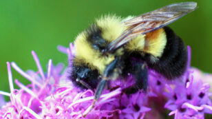 Science Trumps Politics: Rusty Patched Bumble Bee Officially an Endangered Species