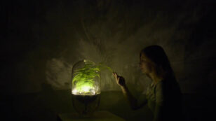 Bright Idea: This Lamp Harvests Its Own Energy From Plants