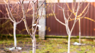 Bare-Root Fruit Trees: 5 Reasons You Should Order Them This Winter