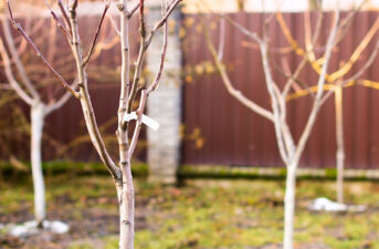 Bare-Root Fruit Trees: 5 Reasons You Should Order Them This Winter