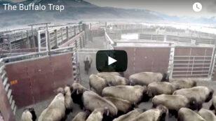 WARNING … This Video Will Break Your Heart: 150 Wild Buffalo Captured at Yellowstone