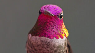 Meet the Hummingbird Whisperer