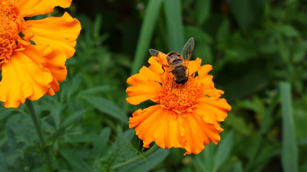 5 Flowers to Attract Beneficial Insects to Your Beds