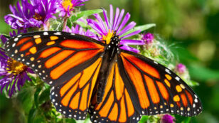 10 Super Cool Facts About Butterflies