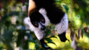 Who Eats Lemurs — and Why?