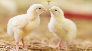France to Ban Shredding and Gassing of Male Chicks