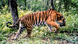 Tigers and Leopards to Get New National Park in China, 60% Bigger Than Yellowstone