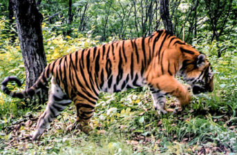 Tigers and Leopards to Get New National Park in China, 60% Bigger Than Yellowstone