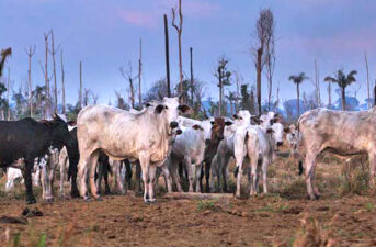 New Film Shines Light on Cattle Industry Link to Amazon Deforestation