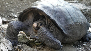Giant Tortoise Believed Extinct Sighted in Galápagos