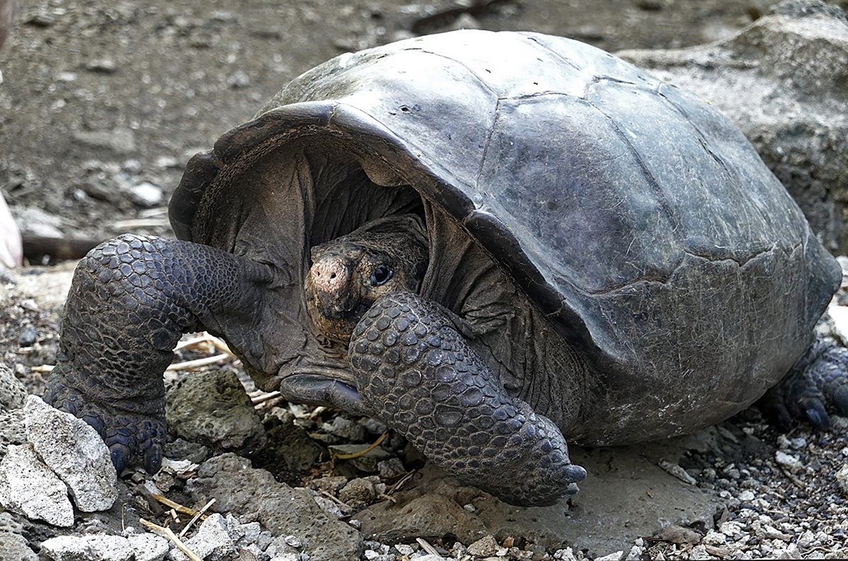 Giant Tortoise Believed Extinct Sighted in Galápagos - EcoWatch