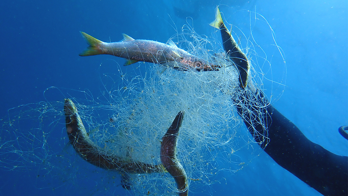 What is ghost fishing and how can we save whales getting caught in