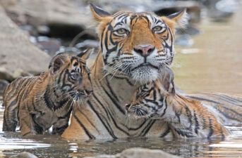 Climate Change May Wipe Out Bengal Tigers, UN Analysis Finds