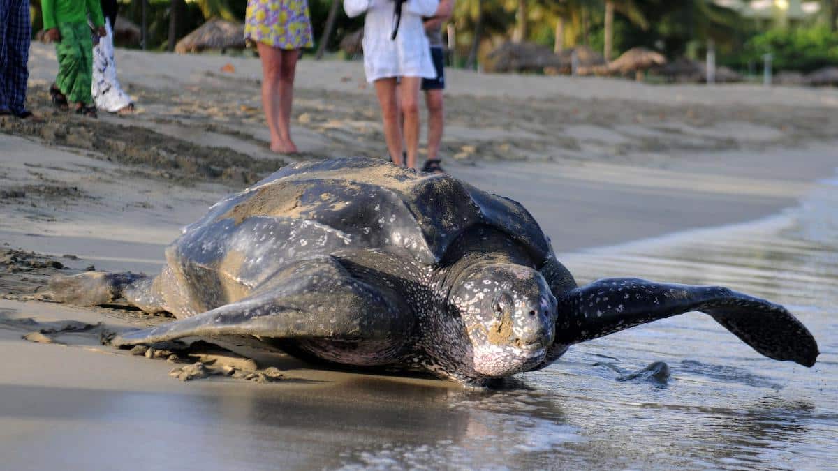 A leatherback sea turtle, the worlds largest turtle.
