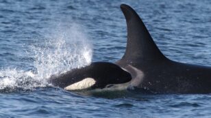 Washington Gov. Proposes ‘Herculean Effort’ to Save 74 Remaining Southern Resident Orcas