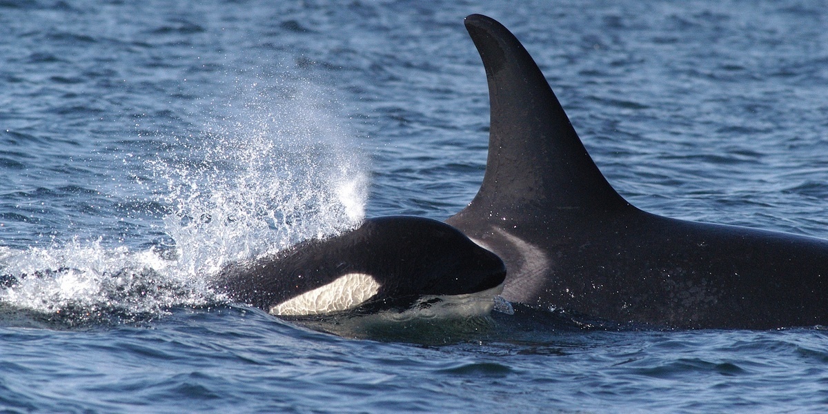 Washington Gov. Proposes 'Herculean Effort' to Save 74 Remaining Southern Resident Orcas - EcoWatch