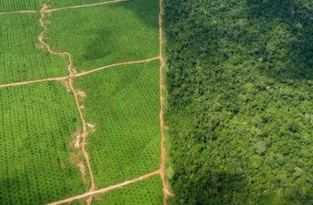 Peru to End Palm Oil Driven Deforestation by 2021