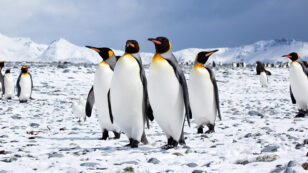 Campaign to Create World’s Largest Sanctuary in Antarctic Ocean Gains Momentum
