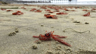 Thousands of Tiny Red Crabs Wash Up on California Coastlines