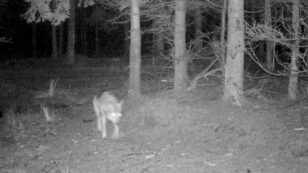 Wolf Pack Roams Denmark for First Time in 200 Years