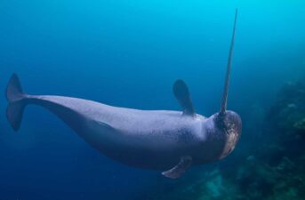 Narwhal Tusks Record Changes in the Marine Arctic