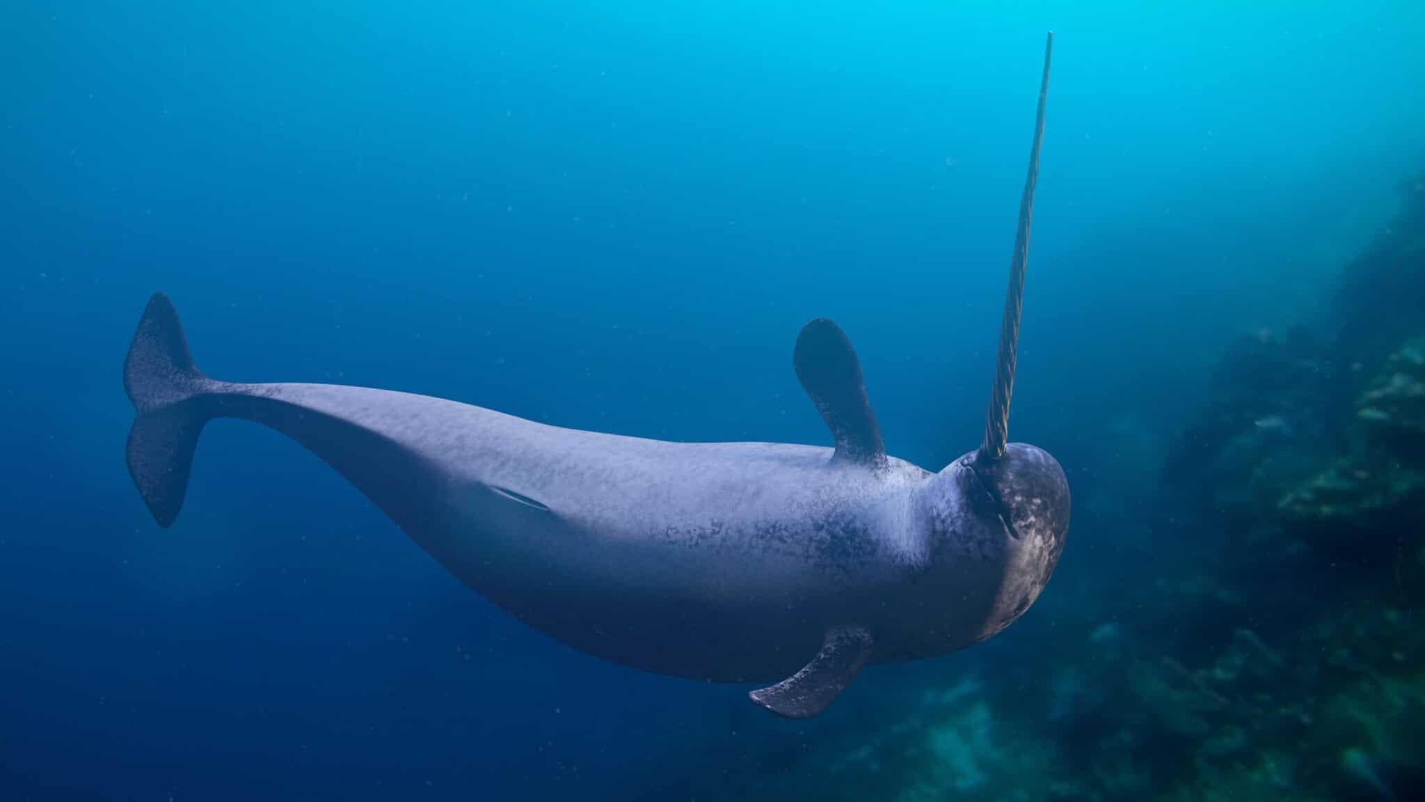 Narwhal Tusks Record Changes in the Marine Arctic - EcoWatch