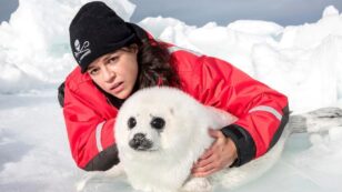 Fast and Furious Star Joins Sea Shepherd to Show Impact of Climate Change on Baby Seals