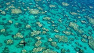 Great Barrier Reef Reaches ‘Terminal Stage’