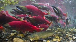 Disturbing Video Shows Columbia River Salmon Suffering Due to Dams and Heat Waves