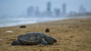 Turtle and Dolphin Deaths ‘Abnormally High’ After Ship With Toxic Chemicals Sinks off Sri Lanka