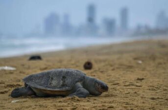 Turtle and Dolphin Deaths ‘Abnormally High’ After Ship With Toxic Chemicals Sinks off Sri Lanka