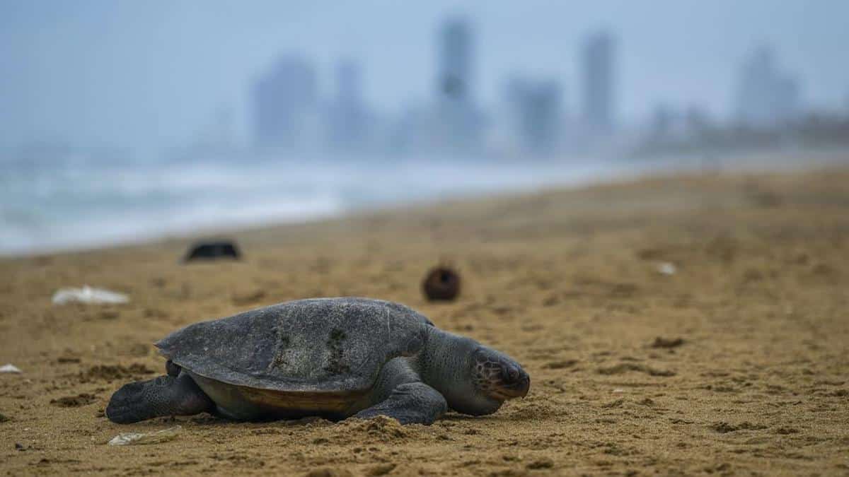 A dead turtle on the beach in Sri Lanka.