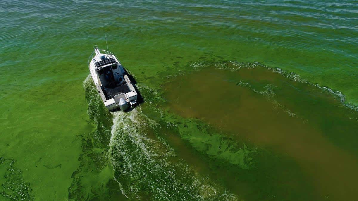 A toxic algal bloom in Lake Erie.