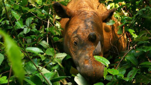 Researchers Celebrate First Live Encounter With Sumatran Rhino in Borneo for 40+ Years