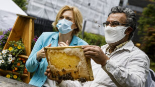 Coronavirus Lockdowns Keep Bees at Home and Put Crops at Risk