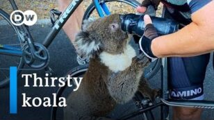 Australia: Thirsty Koala Stops Cyclist to Take a Drink Amid Heatwave