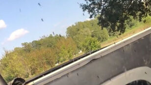 Giant Mosquitos Swarm North Carolina