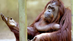 Buenos Aires to Close 140-Year-Old Zoo, Saying ‘Captivity Is Degrading’