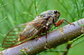 Cicadas Are Coming and Scientists Need Your Help Finding Them