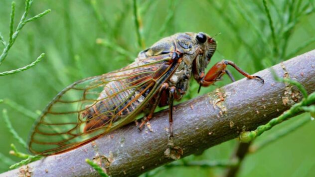 Cicadas Are Coming and Scientists Need Your Help Finding Them