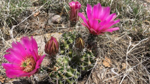 Rare, Recovering Cactus Species Reclassified as Threatened