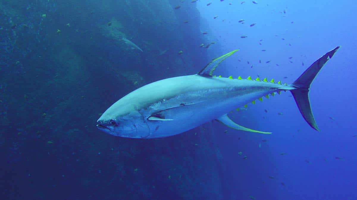 ​A solitary tuna swimming.