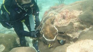 Scientists Race to Stop ‘Ebola’ of Coral Diseases From Spreading in U.S. Virgin Islands