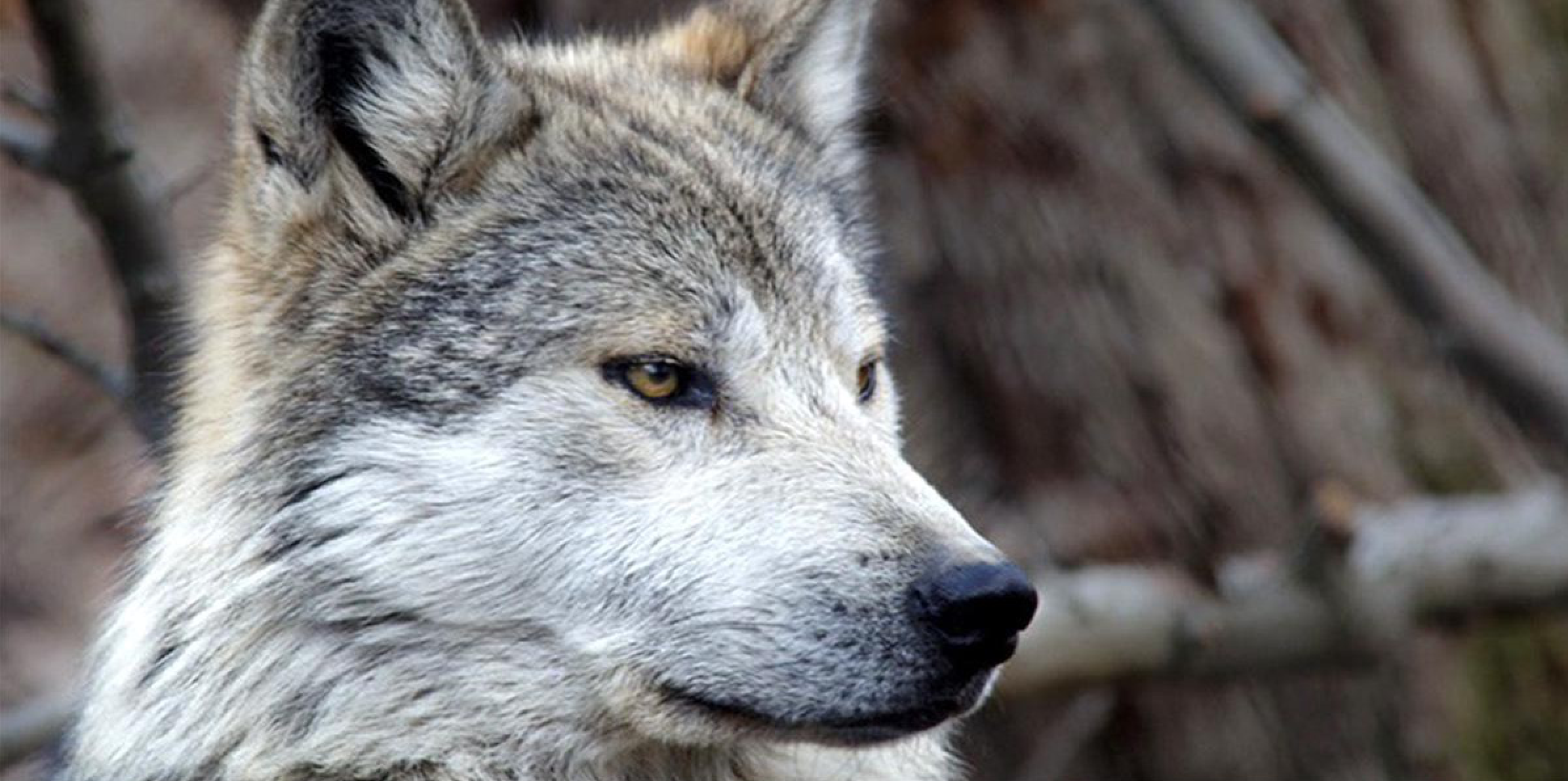 New Trump Administration Plan for Mexican Gray Wolves Puts the ‘Lobo’ on Path to Extinction