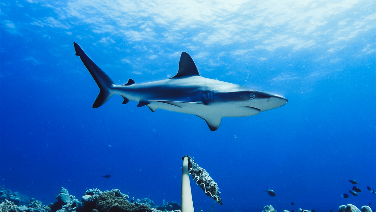 Sharks Are Vanishing From Many of the World’s Reefs