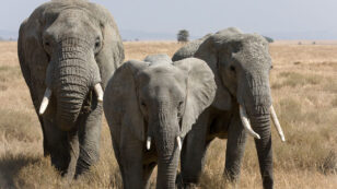 Why Is the European Commission Backtracking on a Full Ivory Ban?