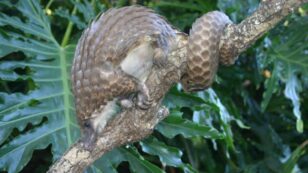 Species Snapshot: The Gentle and Quirky White-Bellied Pangolin