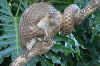 Species Snapshot: The Gentle and Quirky White-Bellied Pangolin