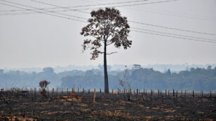 To Stop Amazon Deforestation, Brazilian Groups Take Bolsonaro to Court
